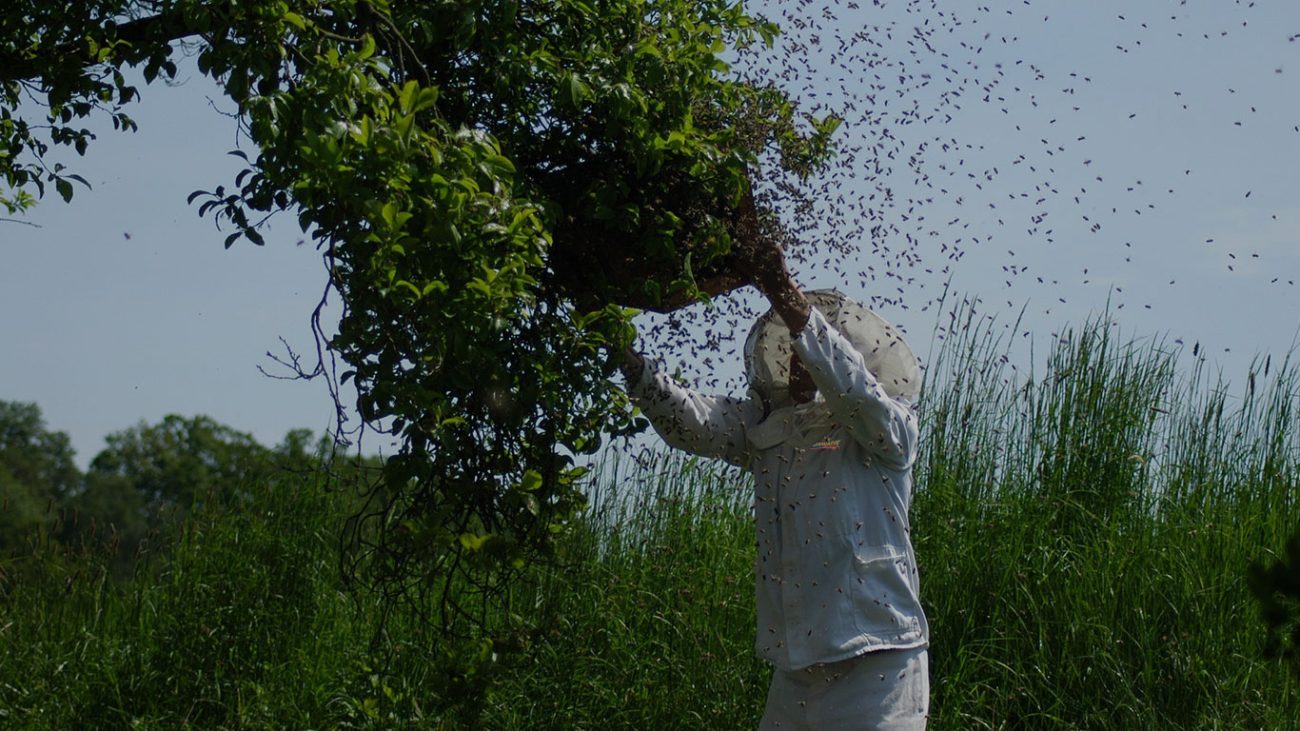 Empowering Apiarists: A Significance Of Beekeeping Education