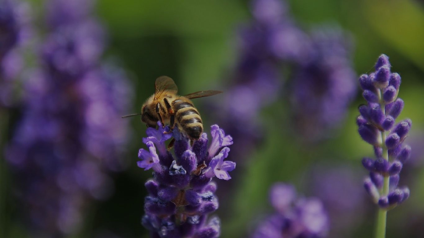 Beekeeping banner image