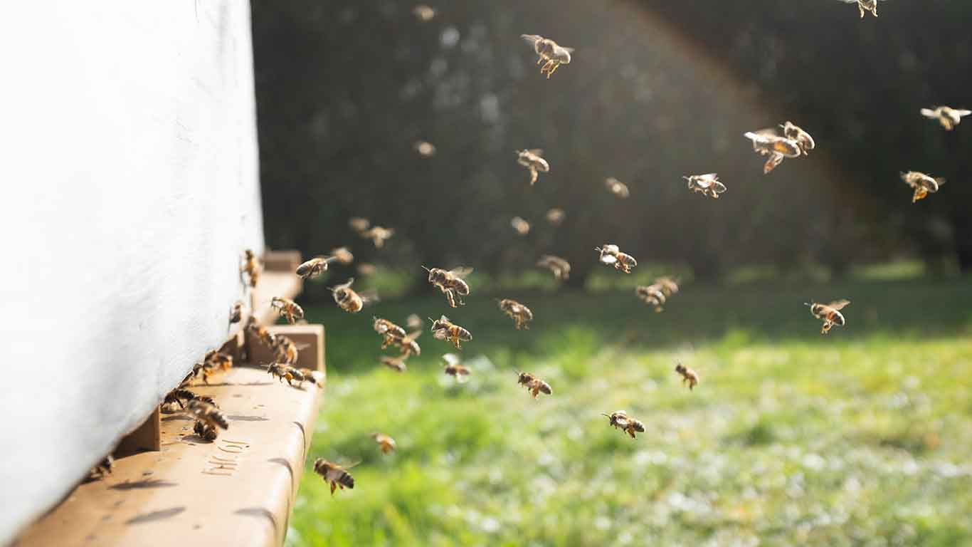 Banner Jawadis Blog Bee Suit Protection