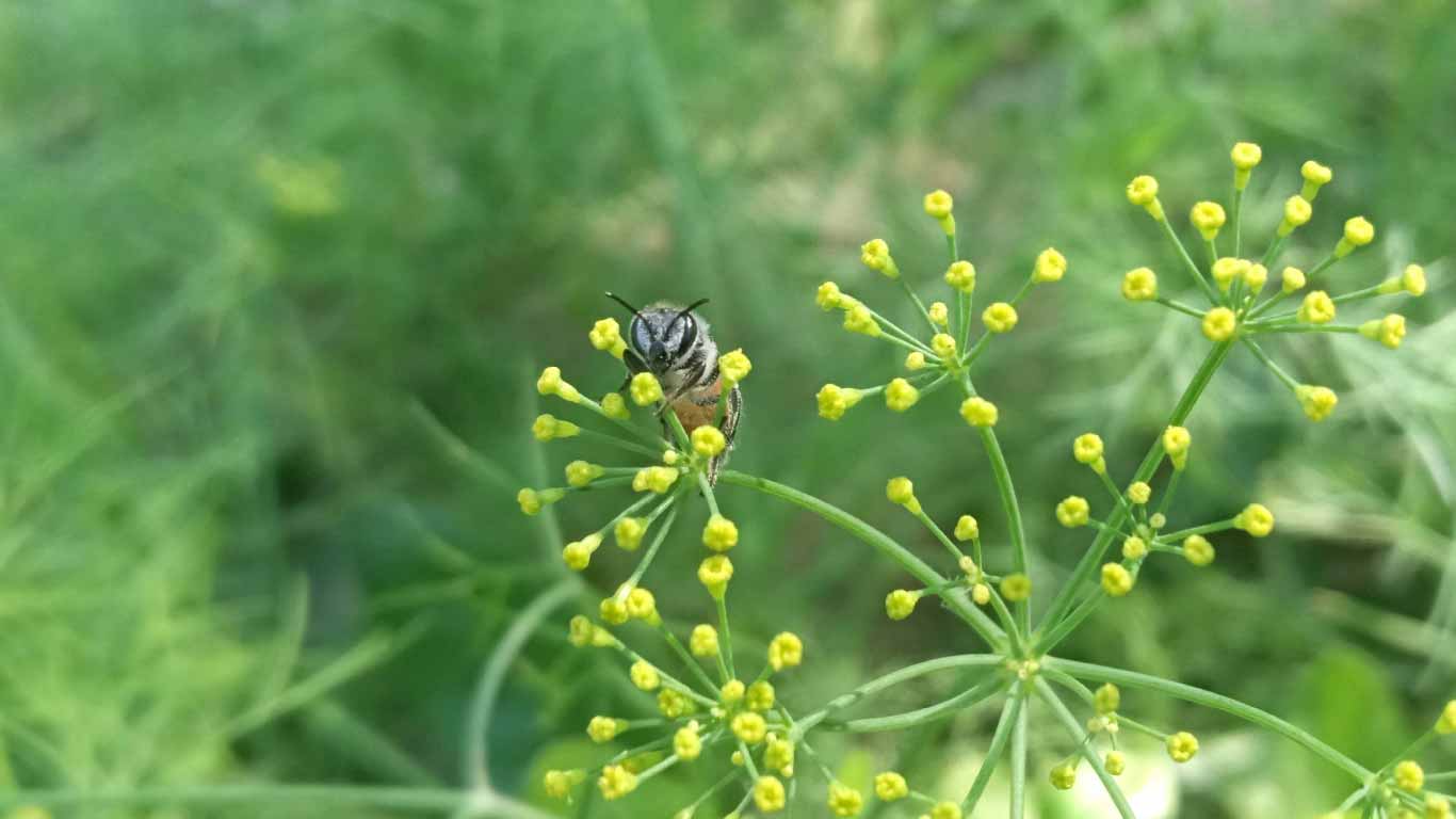 Banner Jawadis Blog Technilogical Beekeeping